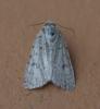 Caradrina sp.